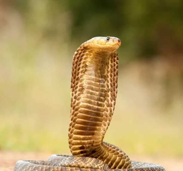 istockphoto-1218554609-612x612